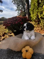 Dixon, a male Shihpoo for sale in Auburn, KY – 1 of 6