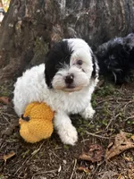 Axe, a male Shihpoo for sale in Auburn, KY – 7 of 9