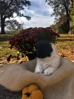 Dixon, a male Shihpoo for sale in Auburn, KY – 3 of 6