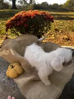 Zeke, a male Shihpoo for sale in Auburn, KY – 2 of 10