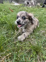 Telia , a female Shihpoo for sale in Auburn, KY – Photo 7 of 9