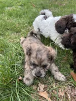 Telia , a female Shihpoo for sale in Auburn, KY – Photo 2 of 9