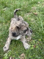 Telia , a female Shihpoo for sale in Auburn, KY – Photo 6 of 9