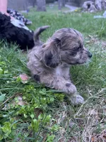Telia , a female Shihpoo for sale in Auburn, KY – Photo 3 of 9