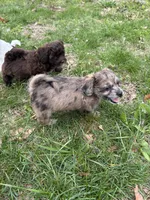 Telia , a female Shihpoo for sale in Auburn, KY – Photo 8 of 9