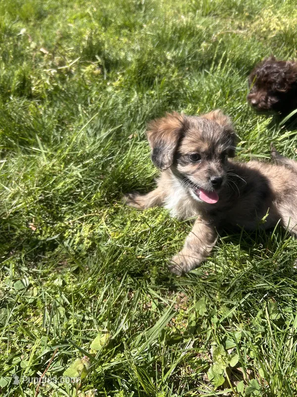 Telia  – Shihpoo puppy for sale in Auburn, KY