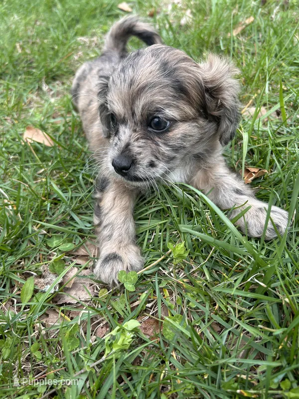 Telia  – Shihpoo puppy for sale in Auburn, KY
