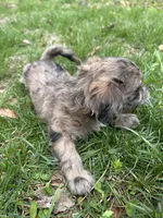 Telia , a female Shihpoo for sale in Auburn, KY – Photo 5 of 9