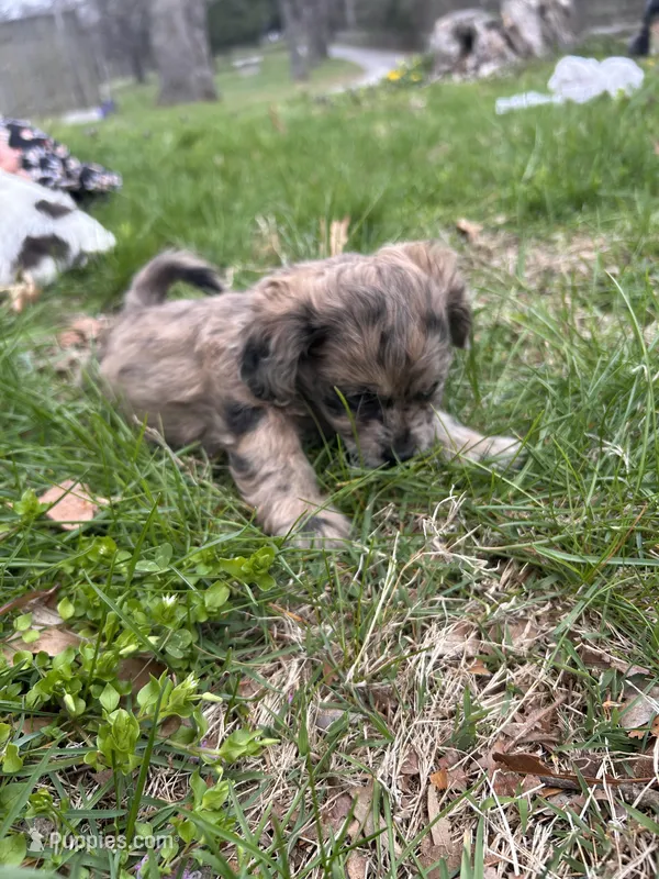 Telia  – Shihpoo puppy for sale in Auburn, KY