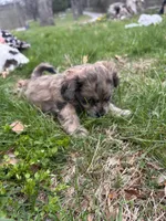 Telia , a female Shihpoo for sale in Auburn, KY – Photo 1 of 9