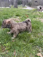 Telia , a female Shihpoo for sale in Auburn, KY – Photo 9 of 9