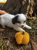Jasper, a male Shihpoo for sale in Auburn, KY – 4 of 7