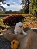 Zeke, a male Shihpoo for sale in Auburn, KY – 10 of 10