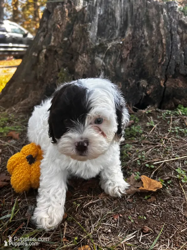 Axe – Shihpoo puppy for sale in Auburn, KY