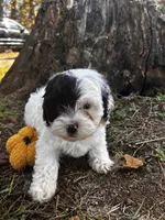 Axe, a male Shihpoo for sale in Auburn, KY – 3 of 9