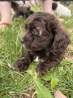 Teddy Bear , a male Shihpoo for sale in Auburn, KY – Photo 3 of 5