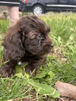 Teddy Bear , a male Shihpoo for sale in Auburn, KY – Photo 2 of 5