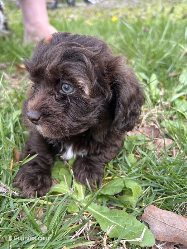 Teddy Bear  – Shihpoo puppy for sale in Auburn, KY