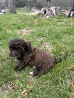 Teddy Bear , a male Shihpoo for sale in Auburn, KY – Photo 5 of 5