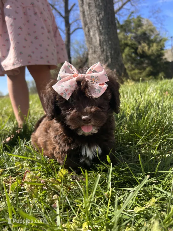 Teddy Bear  – Shihpoo puppy for sale in Auburn, KY