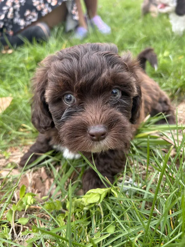 Teddy Bear  – Shihpoo puppy for sale in Auburn, KY
