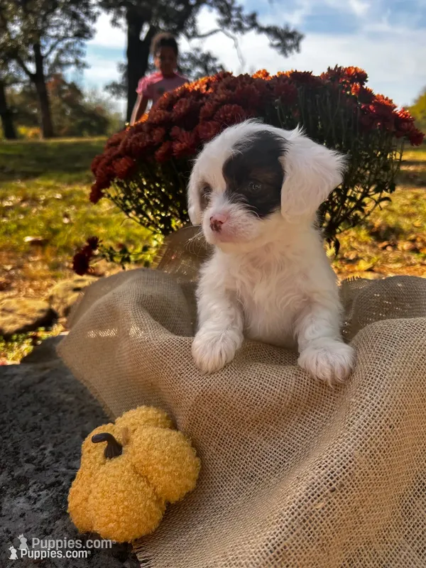 Zeke – Shihpoo puppy for sale in Auburn, KY