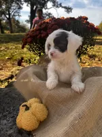 Zeke, a male Shihpoo for sale in Auburn, KY – 8 of 10