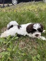 Remington , a male Shihpoo for sale in Auburn, KY – Photo 8 of 8