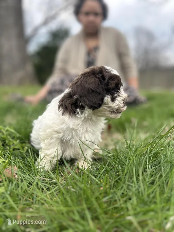 Remington  – Shihpoo puppy for sale in Auburn, KY