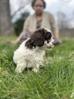 Remington , a male Shihpoo for sale in Auburn, KY – Photo 1 of 8