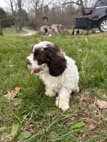 Remington , a male Shihpoo for sale in Auburn, KY – Photo 5 of 8