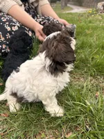 Remington , a male Shihpoo for sale in Auburn, KY – Photo 4 of 8