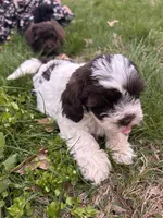 Remington , a male Shihpoo for sale in Auburn, KY – Photo 3 of 8