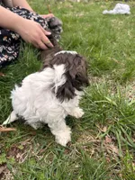 Remington , a male Shihpoo for sale in Auburn, KY – Photo 7 of 8