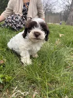 Remington , a male Shihpoo for sale in Auburn, KY – Photo 6 of 8