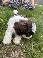 Remington , a male Shihpoo for sale in Auburn, KY – Photo 2 of 8