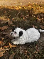 Axe, a male Shihpoo for sale in Auburn, KY – 8 of 9