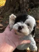 Axe, a male Shihpoo for sale in Auburn, KY – 2 of 9