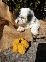 Axe, a male Shihpoo for sale in Auburn, KY – 5 of 9