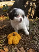 Jasper, a male Shihpoo for sale in Auburn, KY – 5 of 7