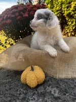 Jasper, a male Shihpoo for sale in Auburn, KY – 7 of 7