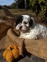 Axe, a male Shihpoo for sale in Auburn, KY – 6 of 9
