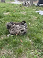 Shepherd , a male Shihpoo for sale in Auburn, KY – Photo 6 of 6