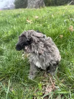 Shepherd , a male Shihpoo for sale in Auburn, KY – Photo 3 of 6