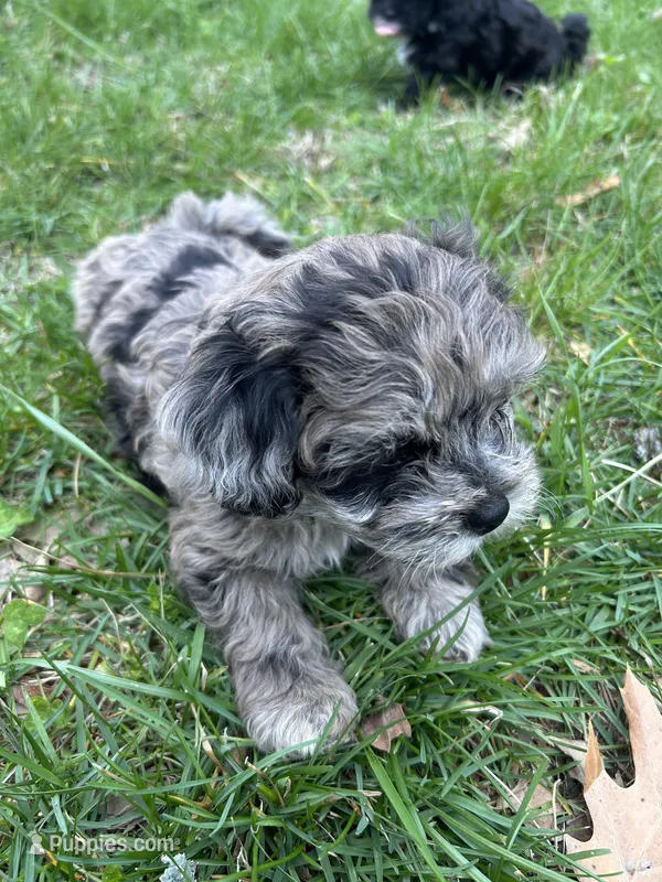 Shepherd  – Shihpoo puppy for sale in Auburn, KY