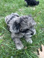 Shepherd , a male Shihpoo for sale in Auburn, KY – Photo 1 of 6
