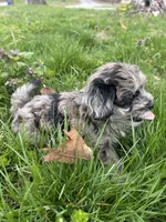 Shepherd , a male Shihpoo for sale in Auburn, KY – Photo 4 of 6