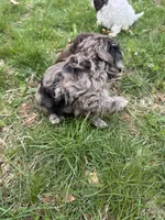 Shepherd , a male Shihpoo for sale in Auburn, KY – Photo 5 of 6