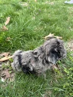 Shepherd , a male Shihpoo for sale in Auburn, KY – Photo 2 of 6