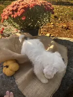 Zeke, a male Shihpoo for sale in Auburn, KY – 5 of 10